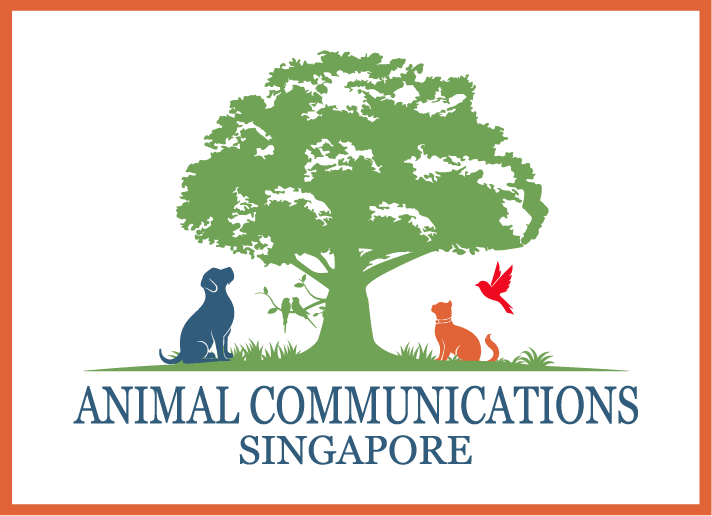 Animacomsingapore